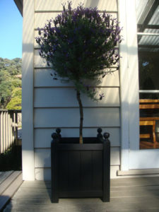 Classic Square Planter Black planted with Lavender topiary